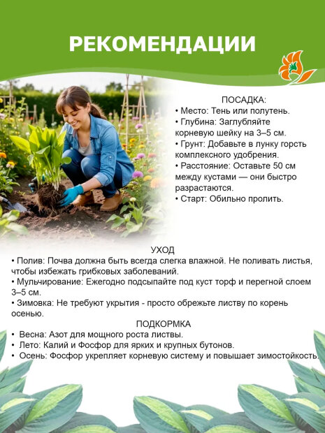 Хоста Самурай