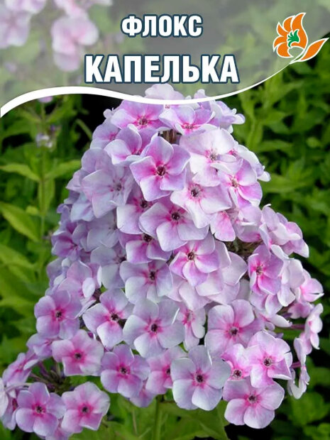 Флокс Капелька