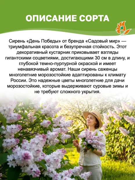 Сирень День Победы (обыкновенная) саженцы 