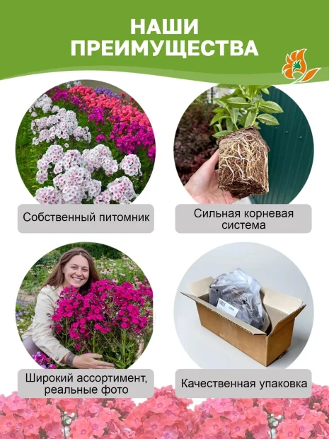 Флокс Виктория 