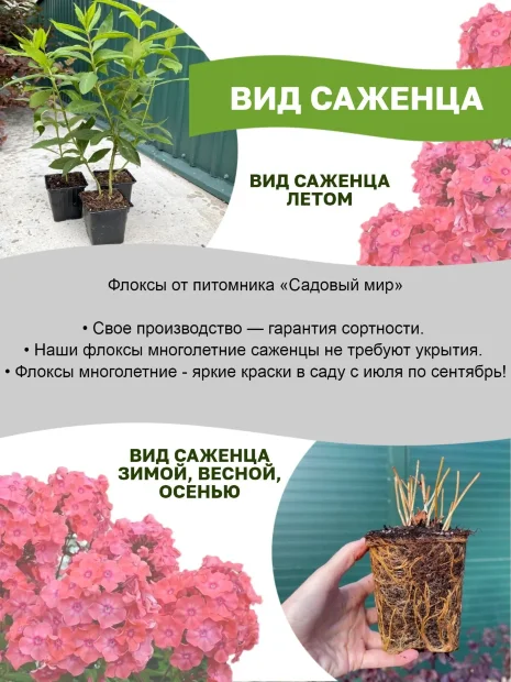 Флокс Виктория 