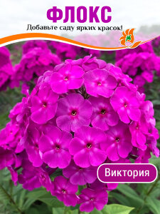 Флокс Виктория Флокс Виктория
