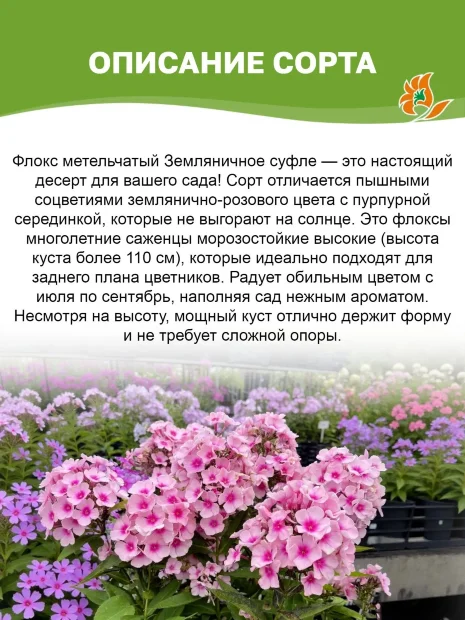 Флокс Земляничное суфле