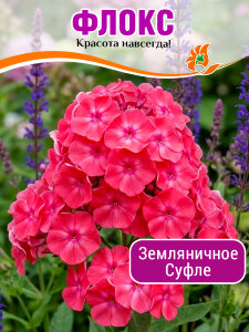 Флокс Земляничное суфле Флокс Земляничное суфле