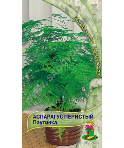 Аспарагус Паутинка (перистый) Аспарагус Паутинка (перистый)