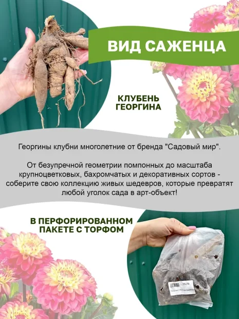 Георгин Хиллкрест Кэнди (кактусовидный) 