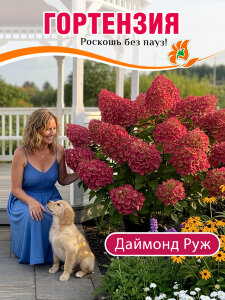 Гортензия Даймонд Руж (метельчатая) Гортензия Даймонд Руж (метельчатая)