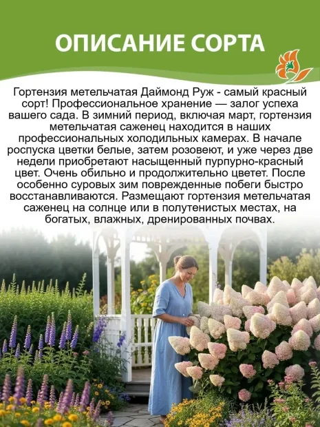 Гортензия Даймонд Руж (метельчатая) саженцы 
