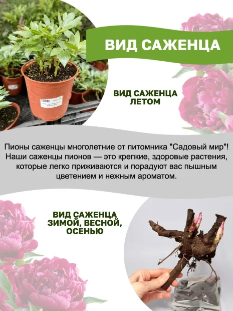 Пион Паула Фей (травянистый) 