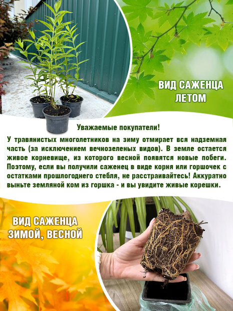 Флокс Ники