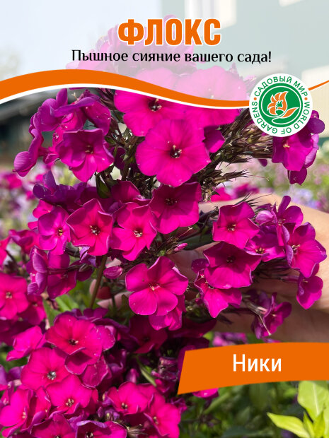 Флокс Ники