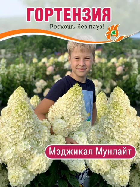Гортензия Мэджикал Мунлайт (метельчатая) саженцы 