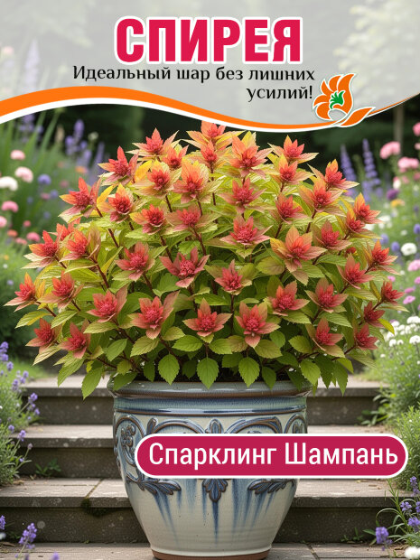 Спирея Спарклинг Шампань (японская) саженцы 
