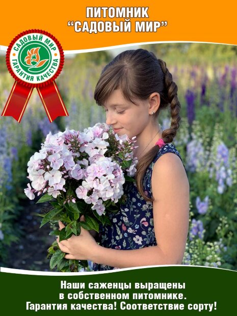 Флокс Полина