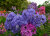 Флокс Голубые Кристаллы