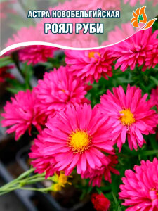 Астра Роял Руби (кустарниковая) Астра Роял Руби (кустарниковая)