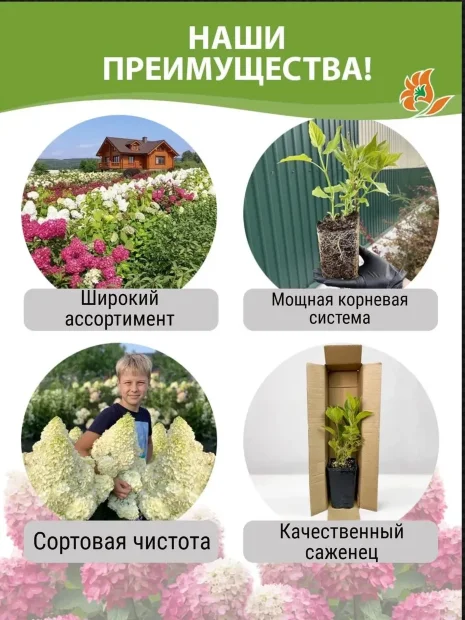 Гортензия Скайфолл (метельчатая)  саженцы 