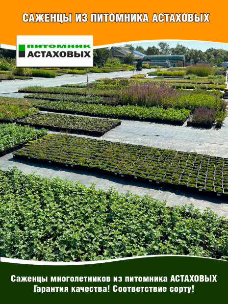 Нивяник Аляска, наибольший