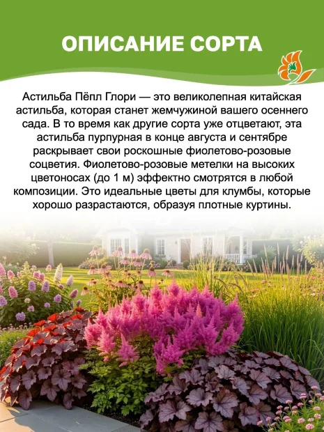 Астильба Пёпл Глори (китайская)