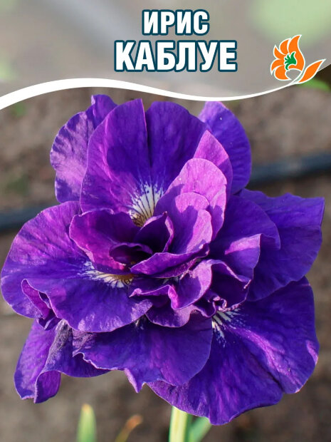 Ирис Каблуе (сибирский)
