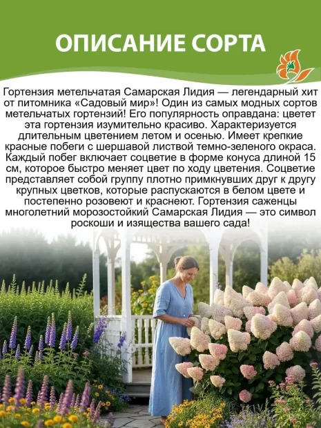 Гортензия Самарская Лидия (метельчатая) саженцы 