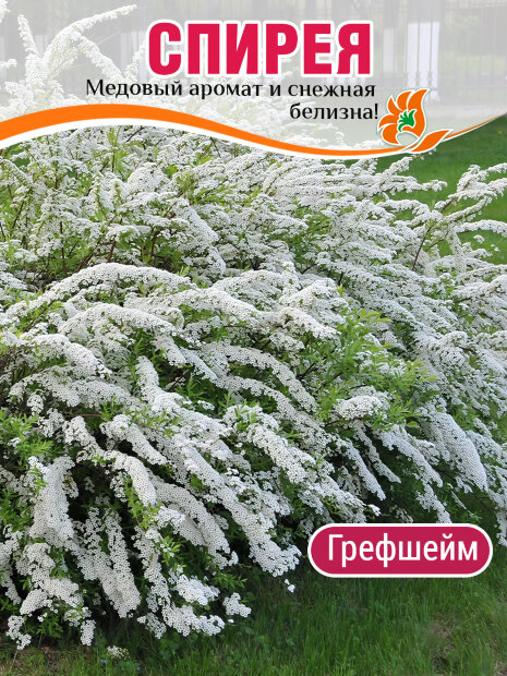 Спирея Грефшейм (серая) саженцы 