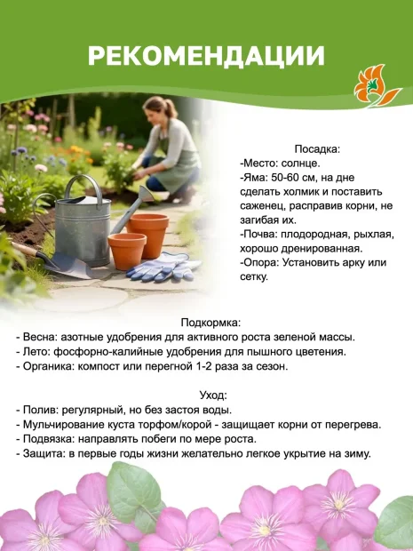 Клематис Солидарность (крупноцветковый) саженцы 