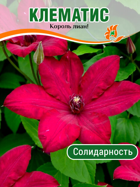 Клематис Солидарность (крупноцветковый) саженцы 
