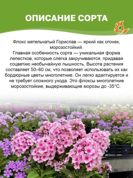 Флокс Горислав