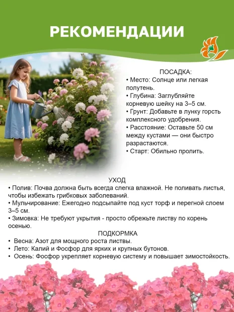 Флокс Горислав