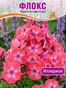 Флокс Илларион Флокс Илларион