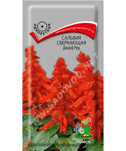 Сальвия Дварф Ред (сверкающая) Сальвия Дварф Ред (сверкающая)