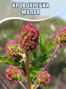 Кровохлебка малая Кровохлебка малая