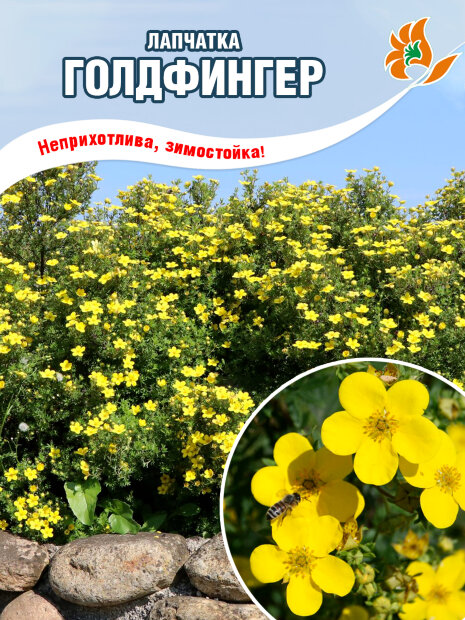 Лапчатка Голдфингер (кустарниковая) саженцы 