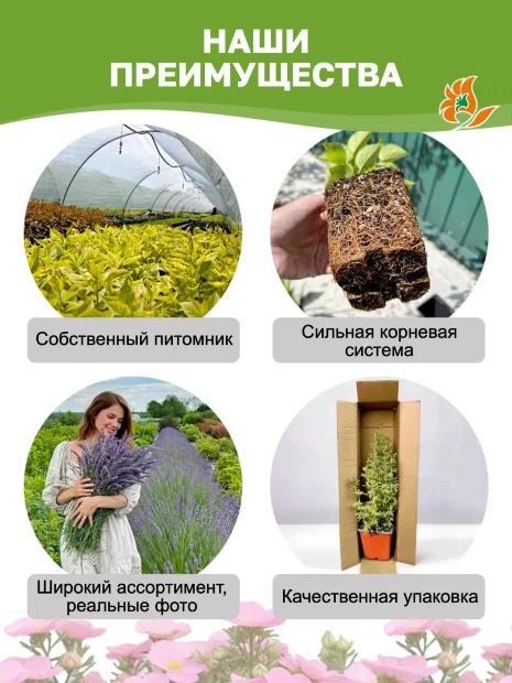 Лапчатка Голдфингер (кустарниковая) саженцы 