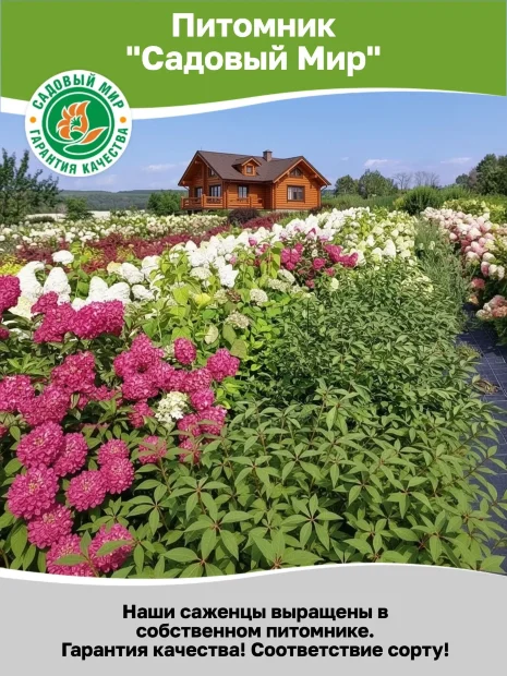 Лапчатка Голдфингер (кустарниковая) саженцы 
