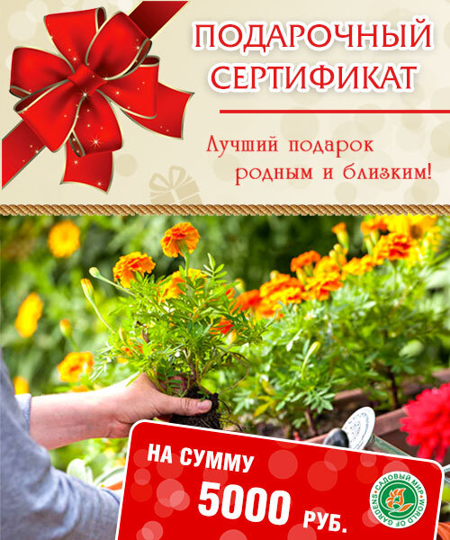 Подарочный сертификат на сумму 5000 руб