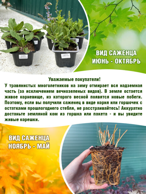 Котовник Сикс Хиллс Джайнт Голд, Фассена