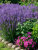 Сальвия (Шалфей) Блаухугель (дубравный)