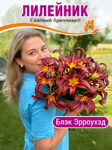 Лилейник Блэк Эрроухэд Лилейник Блэк Эрроухэд