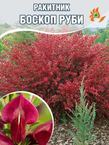 Ракитник Боскоп Руби Ракитник Боскоп Руби