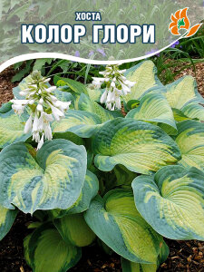 Хоста Колор Глори Хоста Колор Глори