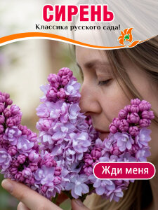 Сирень Жди Меня (обыкновенная) Сирень Жди Меня (обыкновенная)
