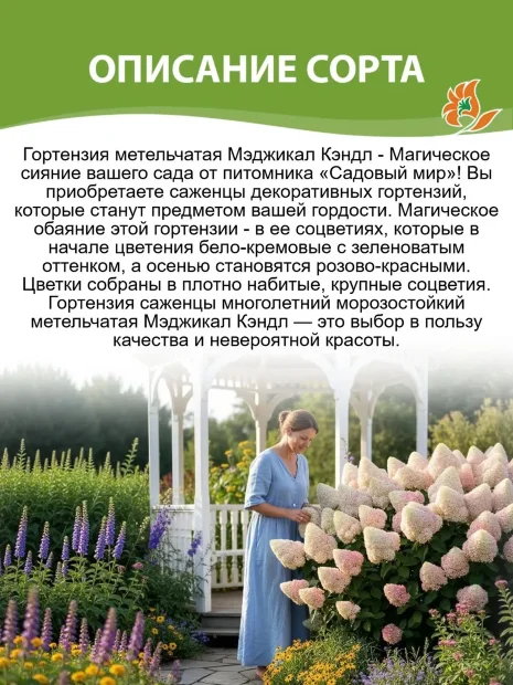Гортензия Мэджикал Кэндл (метельчатая) саженцы 