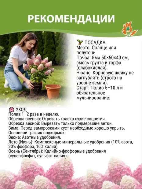 Гортензия Мэджикал Кэндл (метельчатая) саженцы 