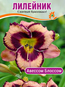 Лилейник Авессом Блоссом Лилейник Авессом Блоссом