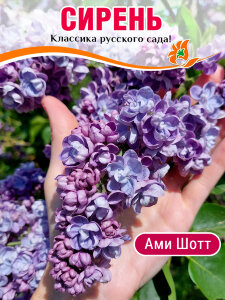 Сирень Ами Шотт (обыкновенная) Сирень Ами Шотт (обыкновенная)
