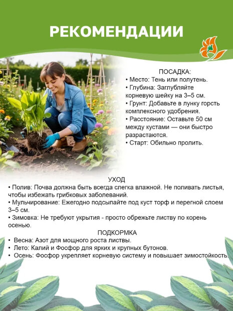 Хоста Риски Бизнес