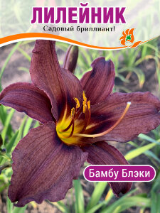 Лилейник Бамбу Блэки Лилейник Бамбу Блэки
