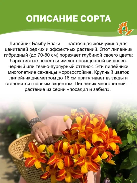 Лилейник Бамбу Блэки